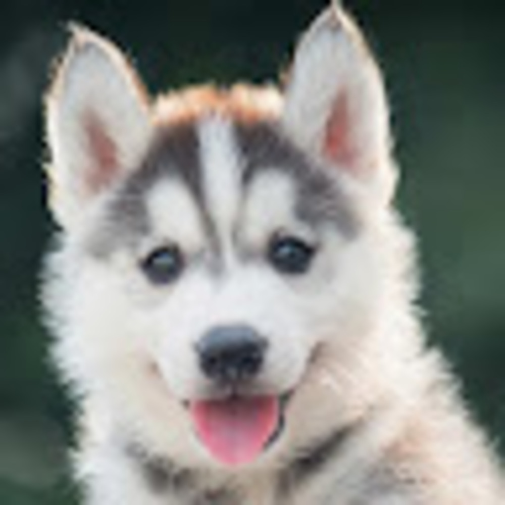 Meet your Posher, Ty